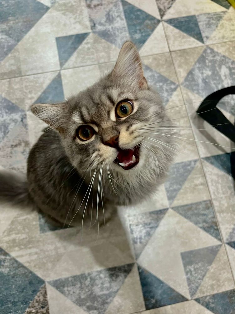 британский длинношертский кот