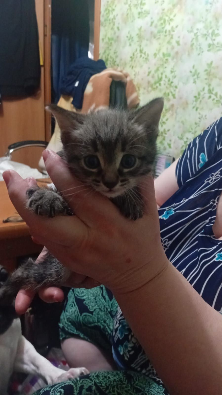 Срочно отдаю котёнка