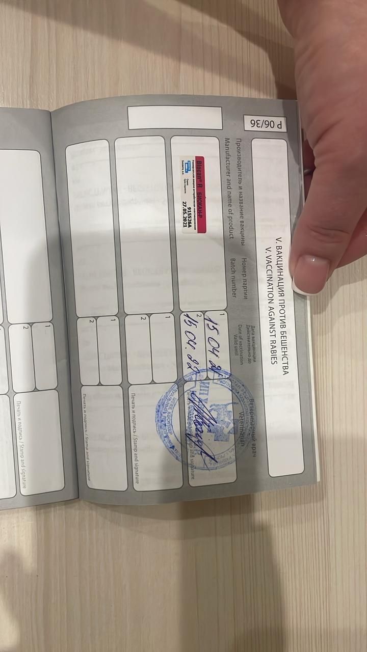 Отдам в хорошие руки. Чистый шотландец.