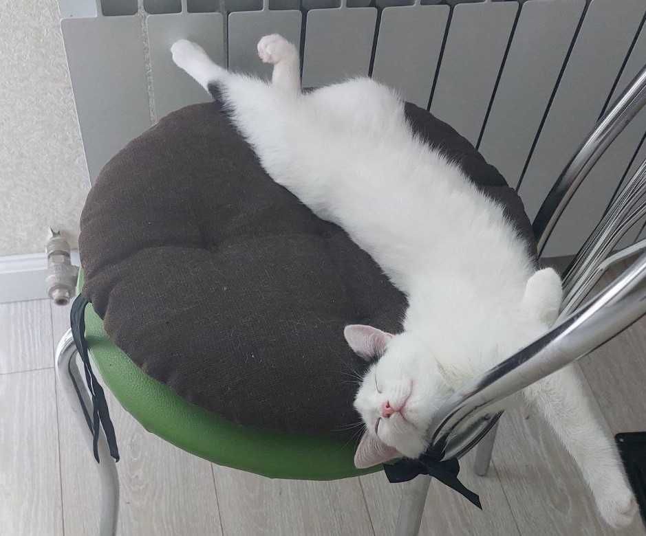 Отдам котёнка в добрые руки