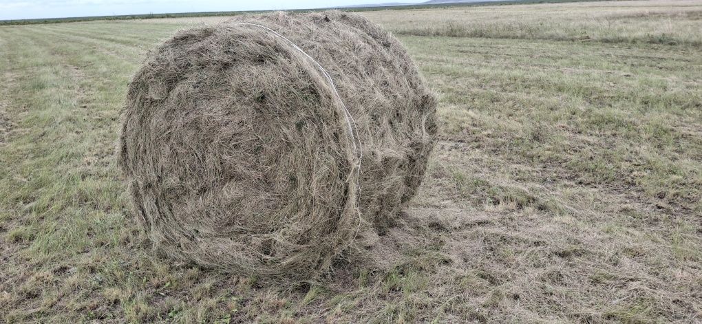 Продам сено рулоны