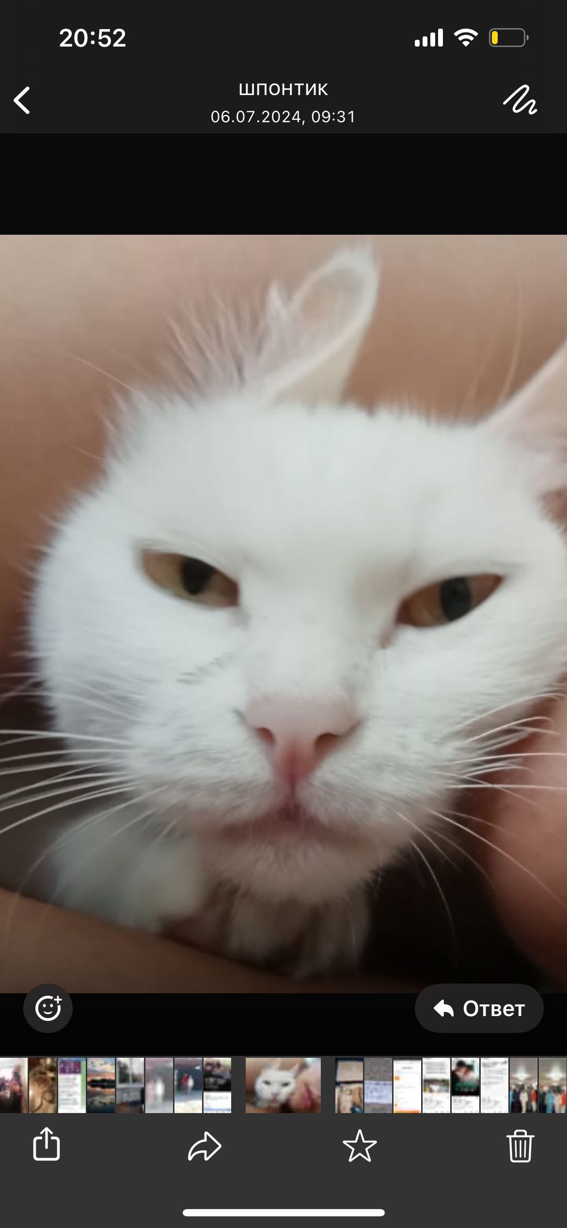 Ақ мысық, белая кошка