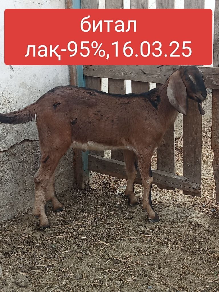 Битал лақ-95% наурыздын лағы