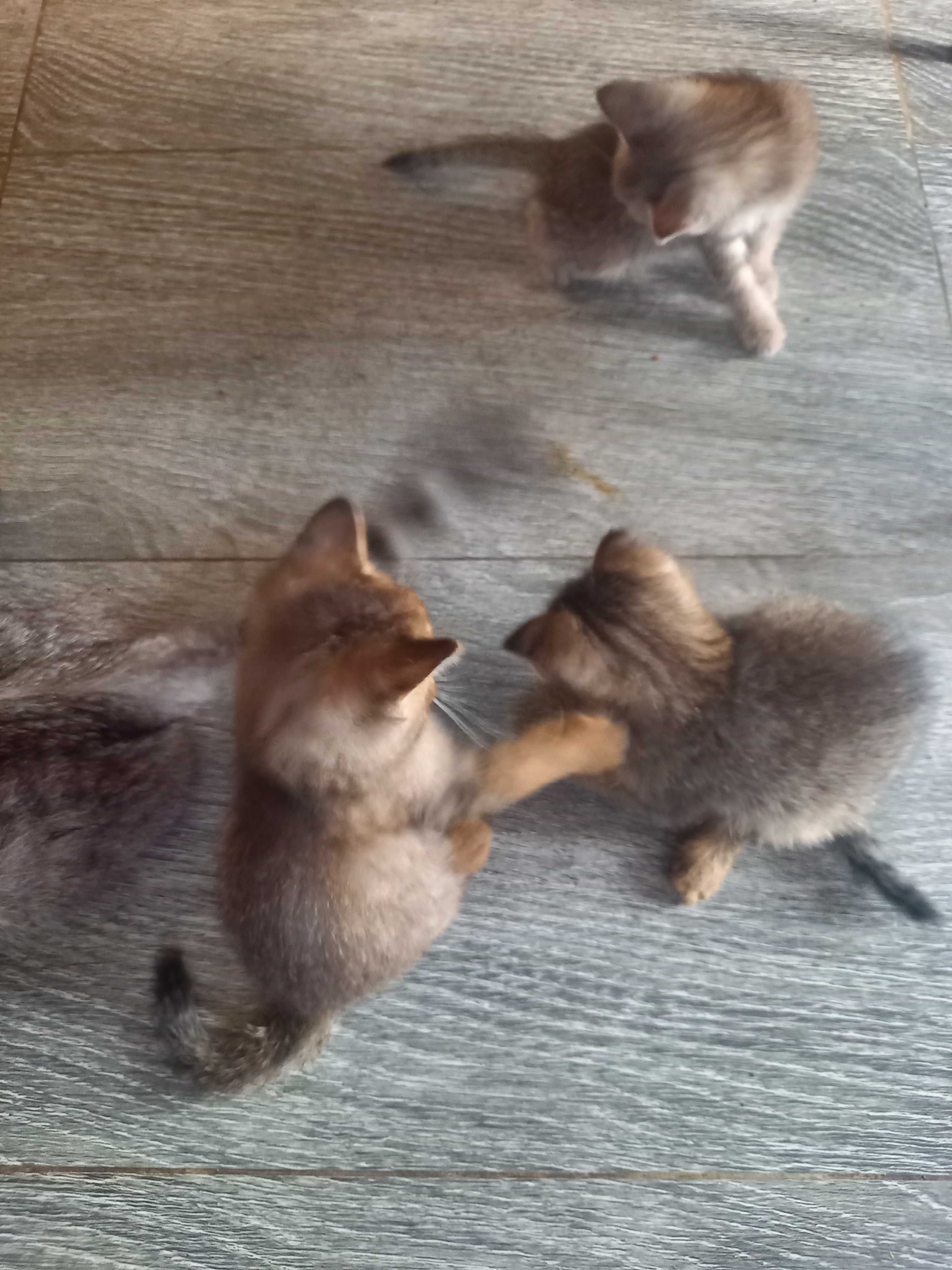 Котят в Добрые заботливые ручки