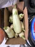 Продам домашние кобачки