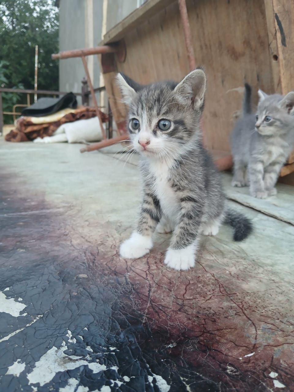 Продаются котята