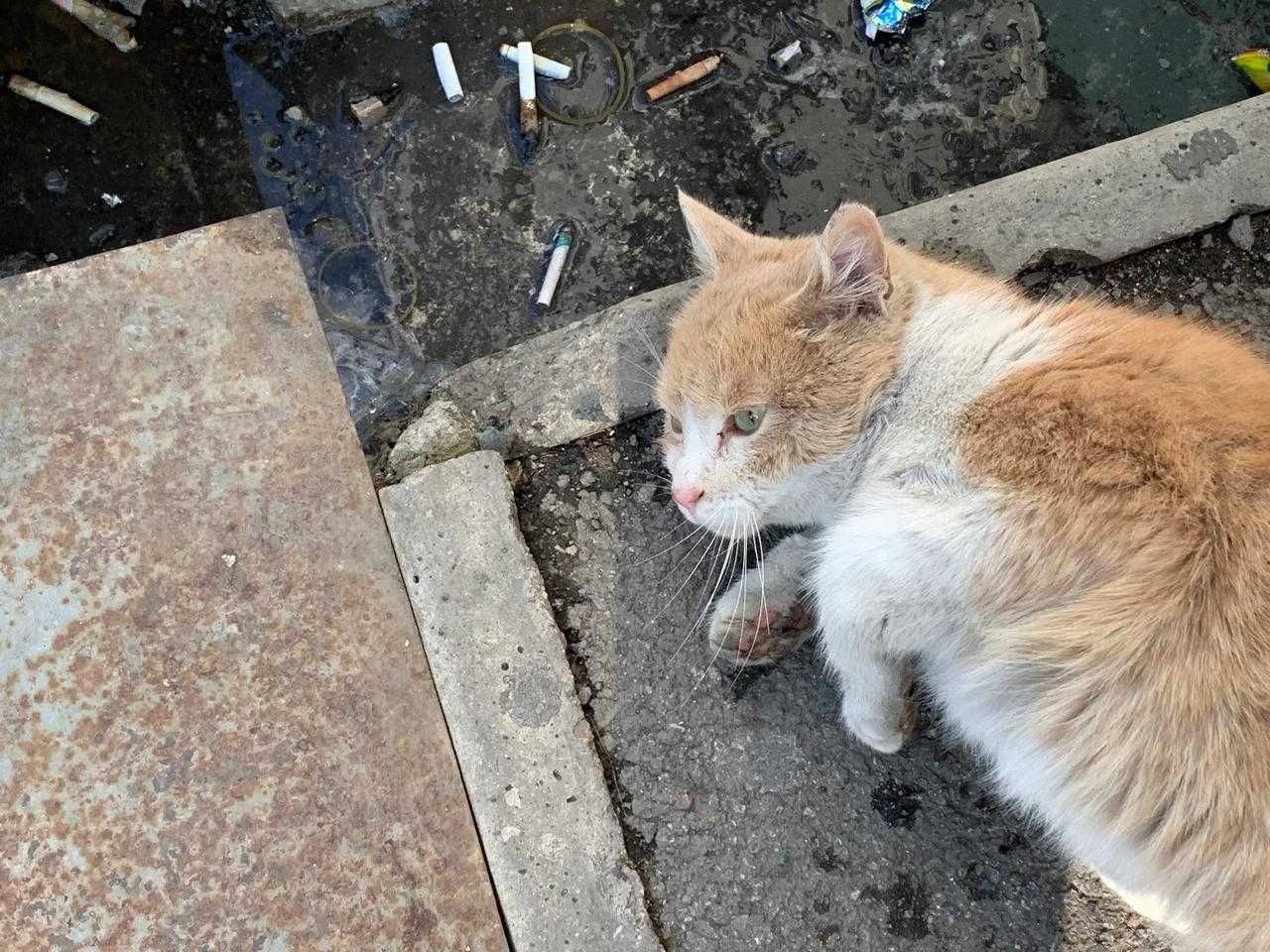 Пристраивается бездомный КОТ в добрые руки бесплатно