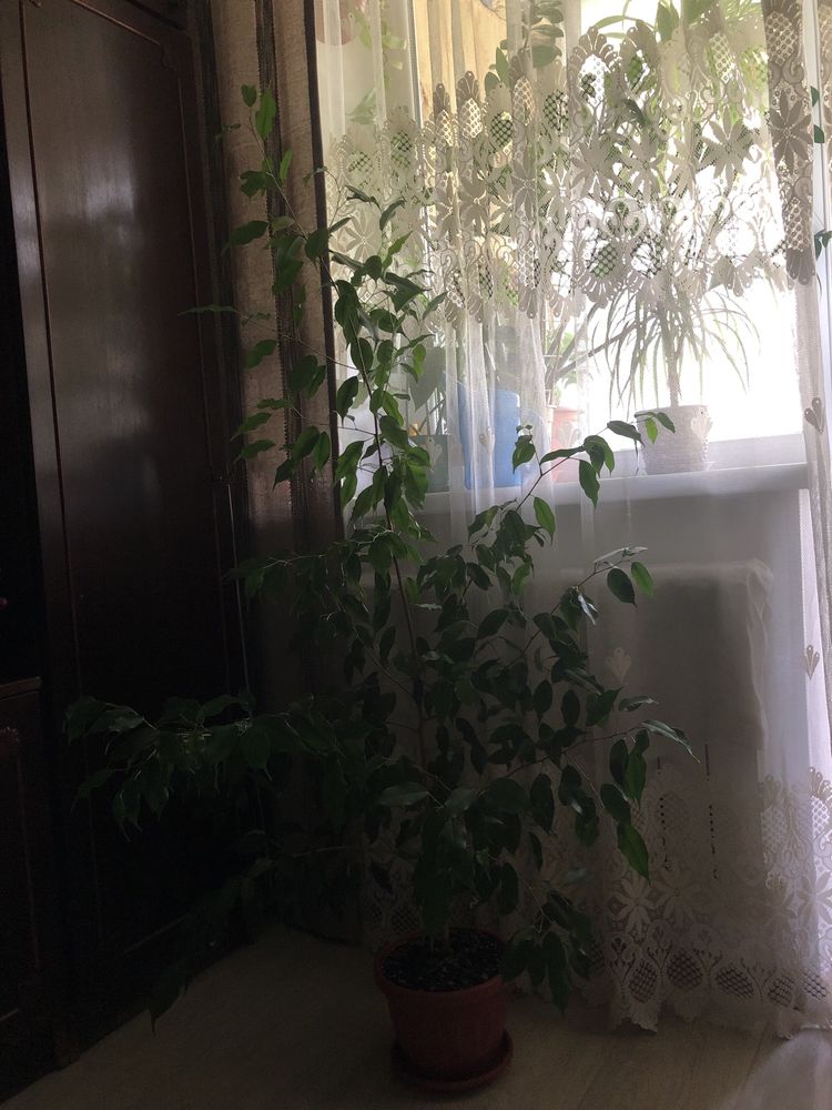 Продам комнатный цветок фикус Бенджамина