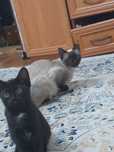 Отдам котёнка в добрые руки