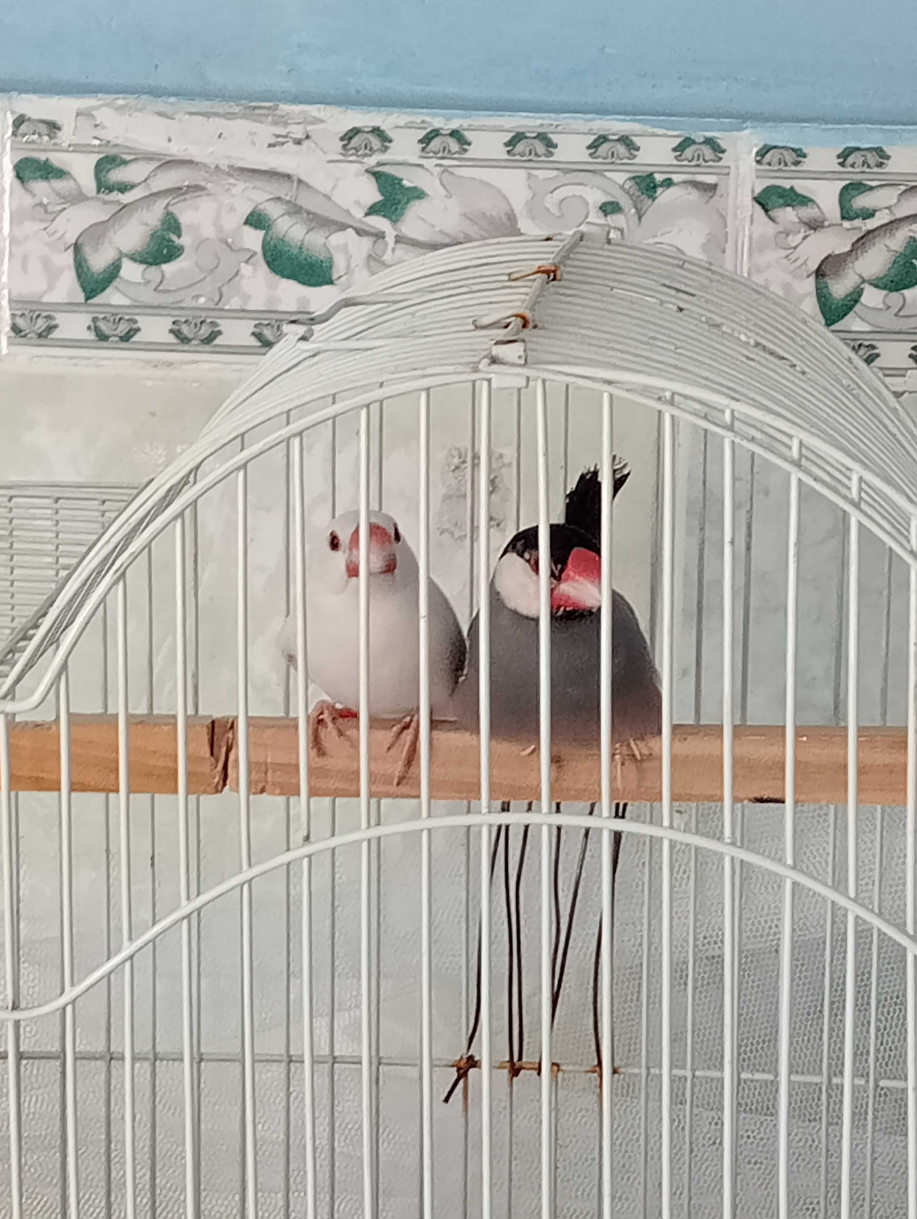 Пара рисовые амадины