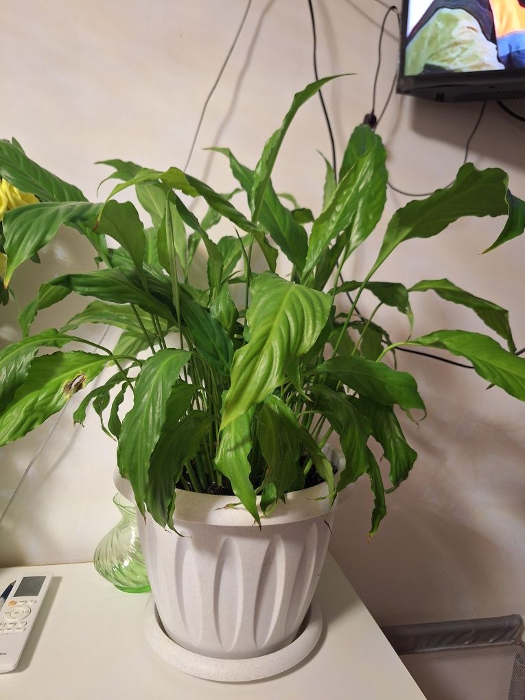 Продам растение Женское счастье.