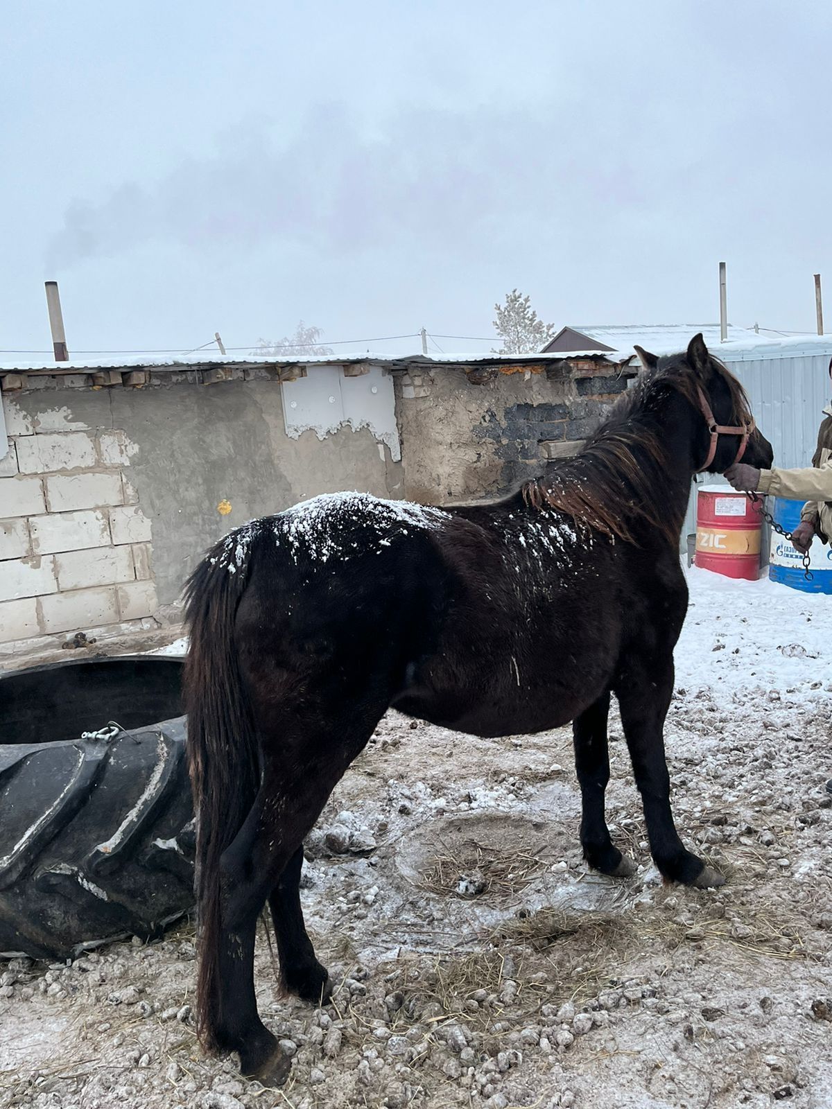 Продам лошадь верховную жерёбую