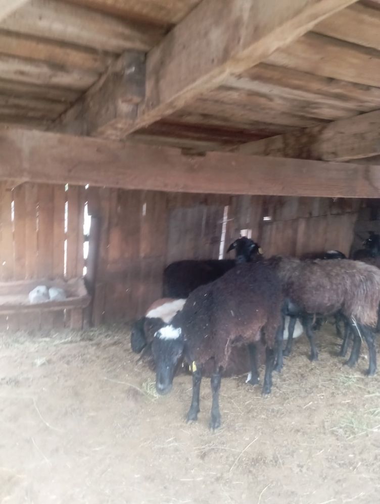 Продам БАРАНОВ белых серых разнах кароче