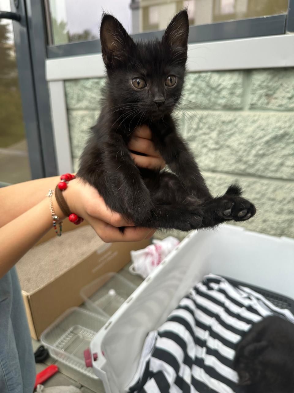 Отдам чёрных котят бесплатно