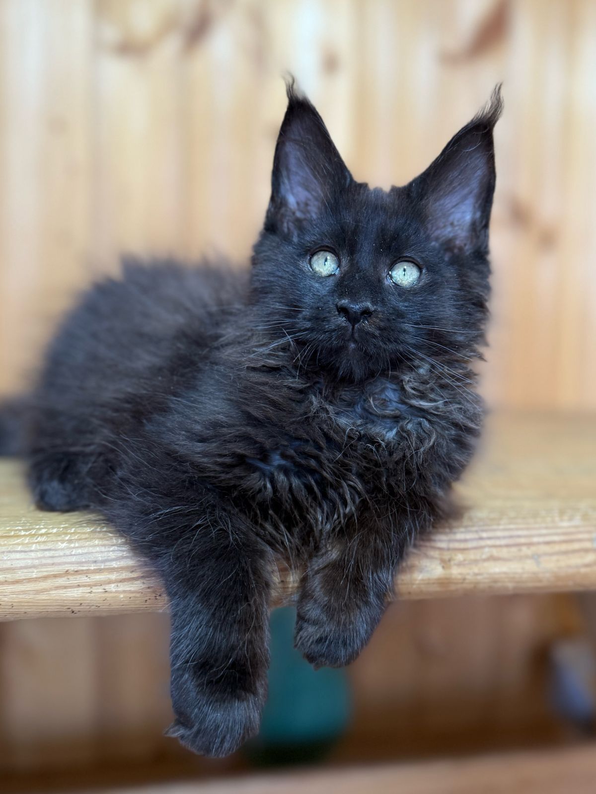 Роскошные котята мейнкуны