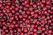 Продам вишню вкусную