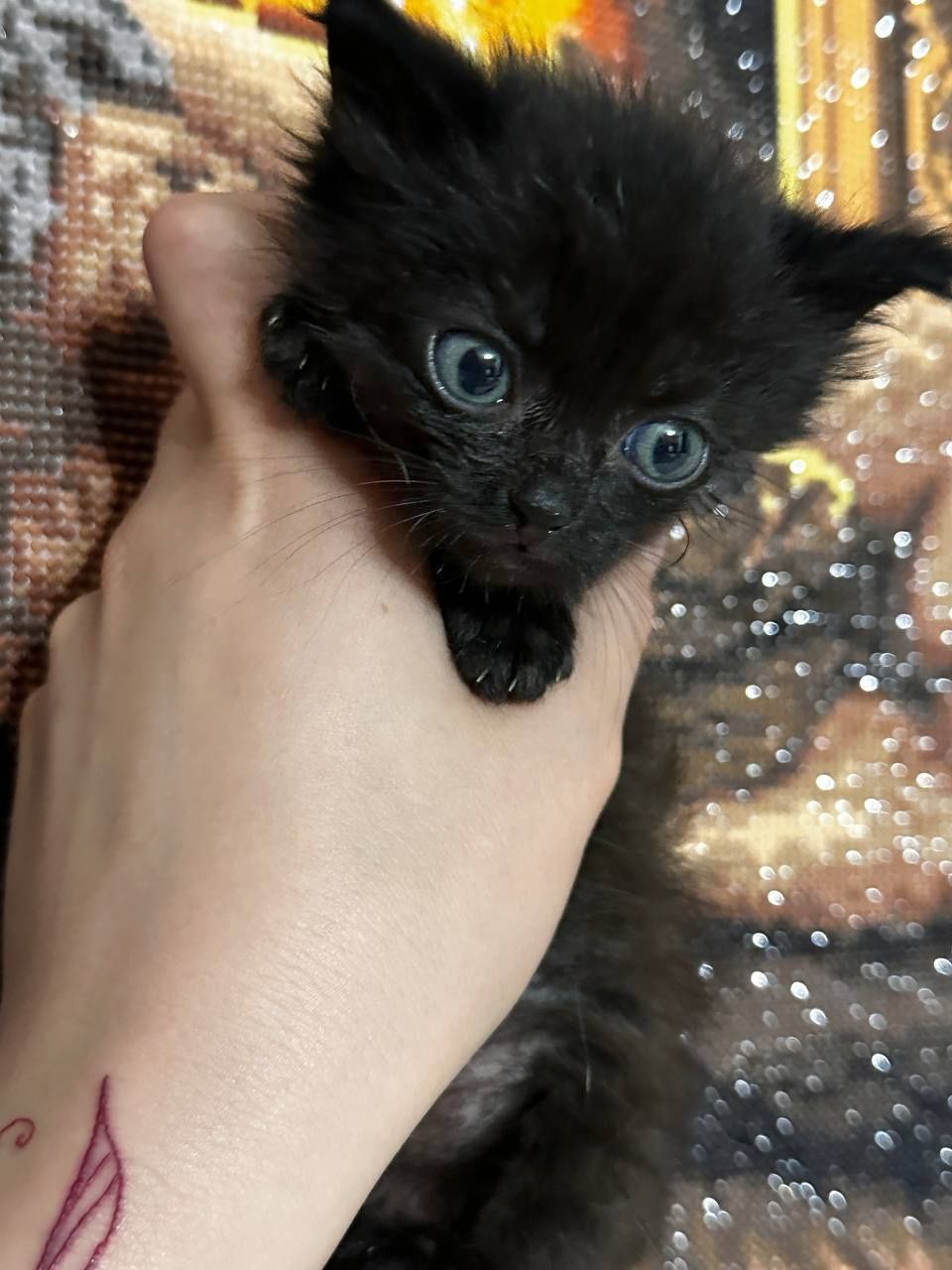 Отдам котят в добрые руки