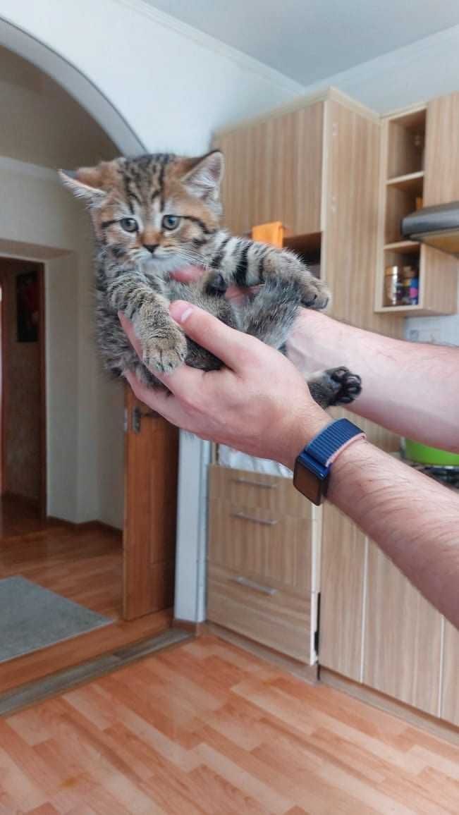 Шотландские породистые котята продам