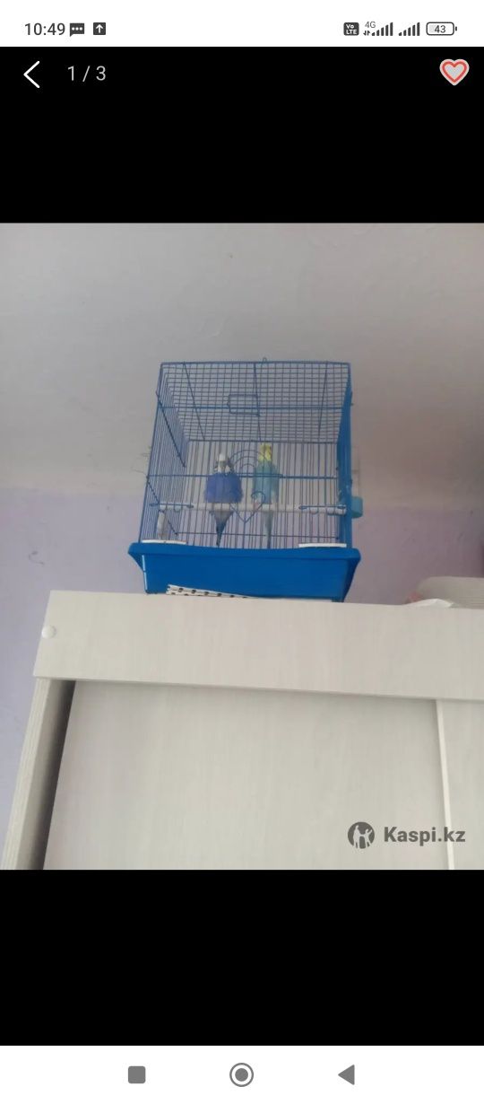продаю попугаичик