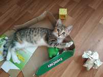 Отдам очаровательных котят