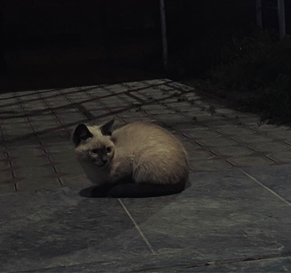 Отдаются котята