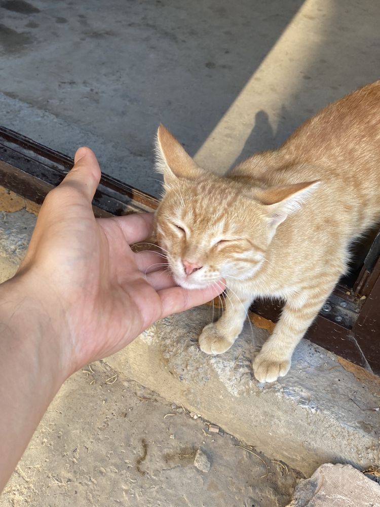 Кошки, котята даром