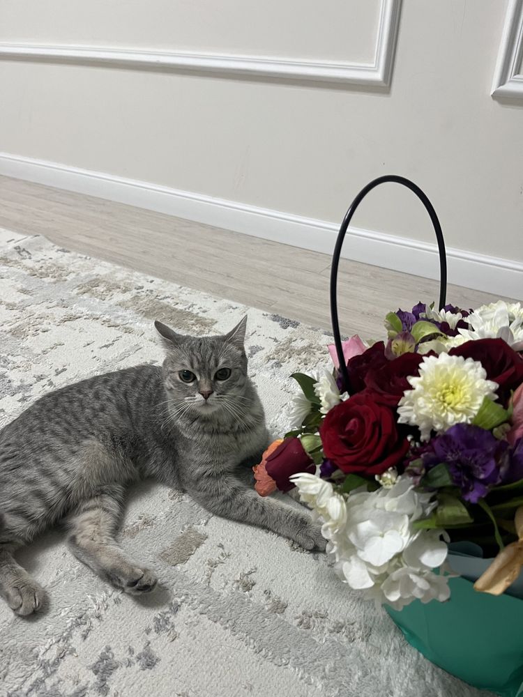 Египетский Мау породистая кошка