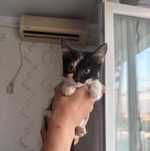 Котёнок девочка.