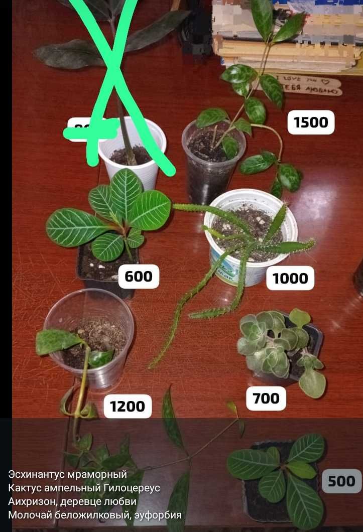Суккуленты разные,укореняшки,срезы..