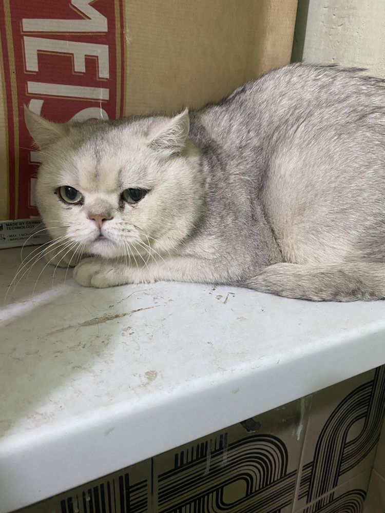 Вязка котов шиншилла