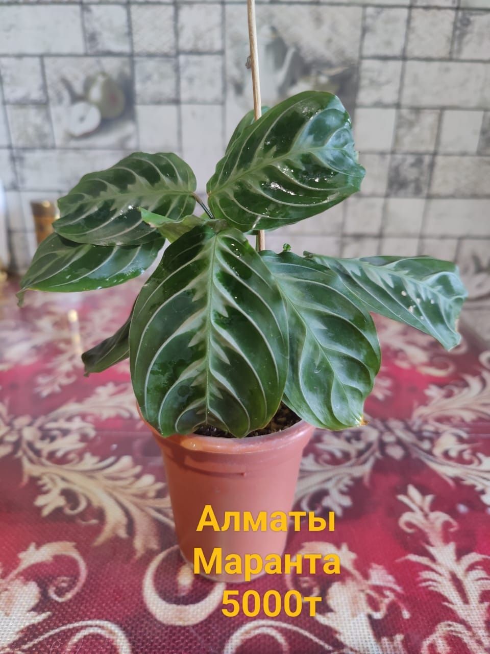 Продам комнотные растения