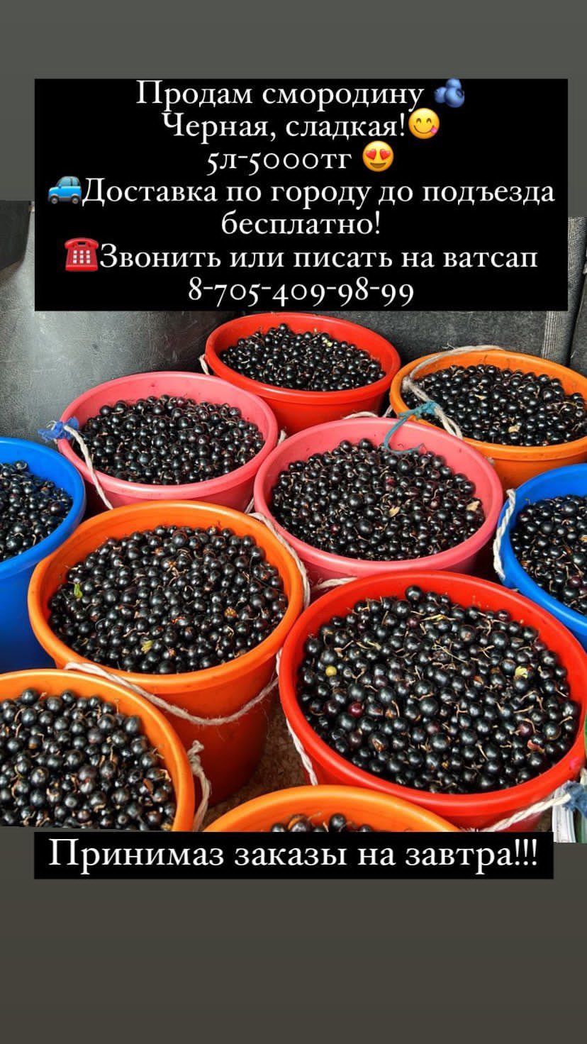 смородина свежий