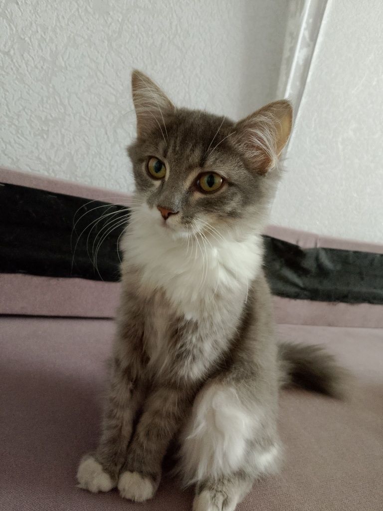 Кошка девочка 7-8 месяцев