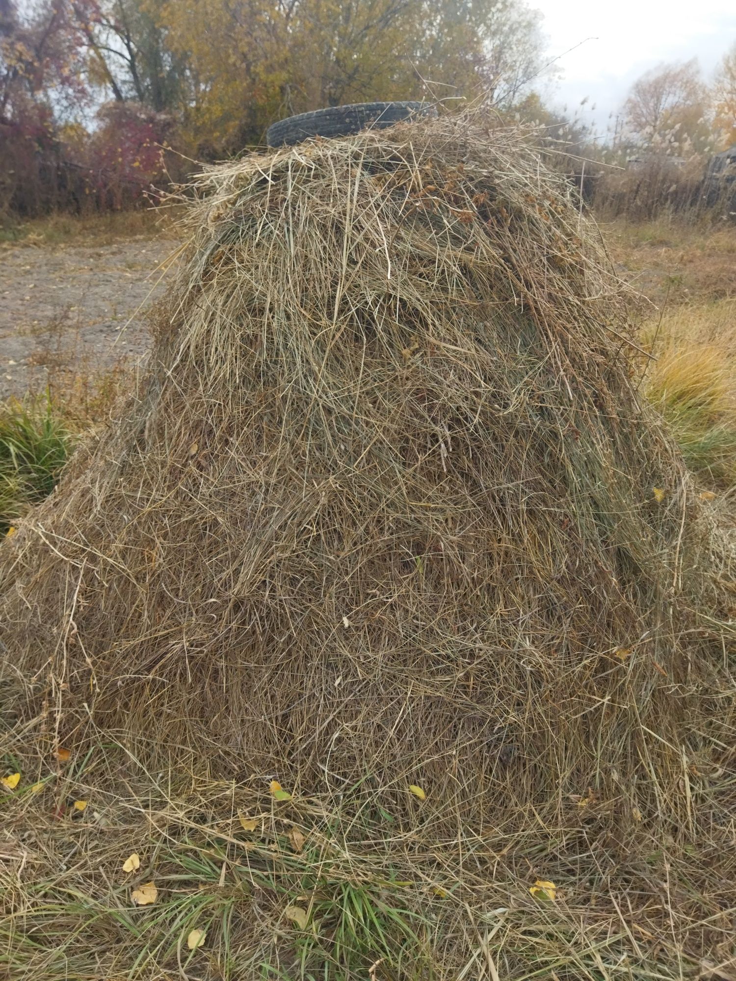 Свежее сено для скота