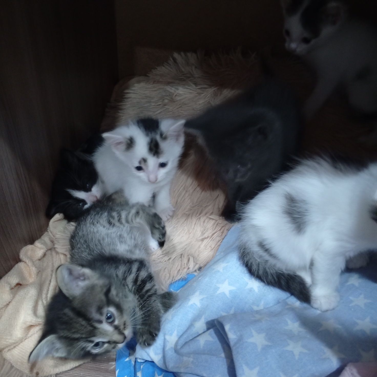 Отдам котят в добрые руки