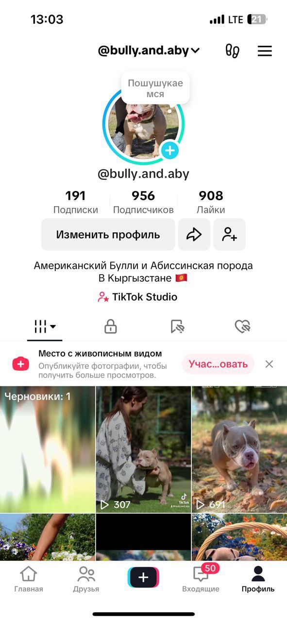 Продаются щенки Американского Булли