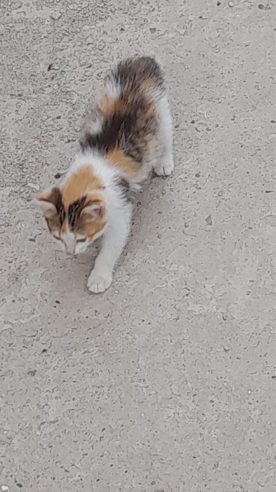 Отдам котят девочек в добрые руки