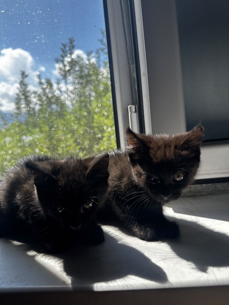 Отдаем Черных необычных кошек