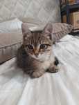 Отдам котенка тигрового окраса
