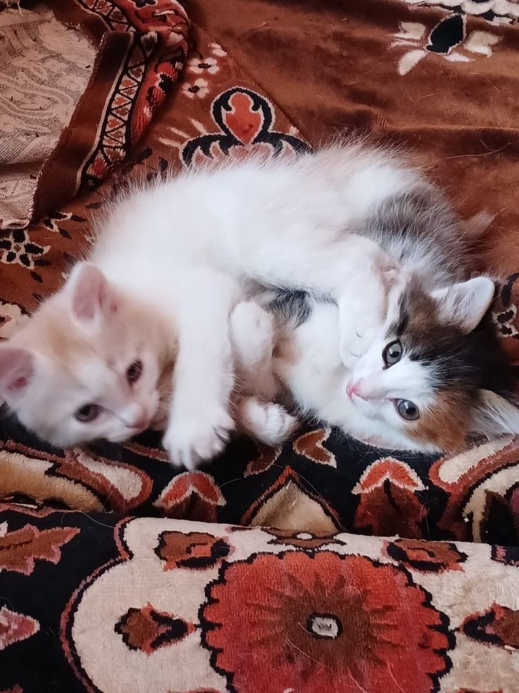 Отдам котят бесплатно