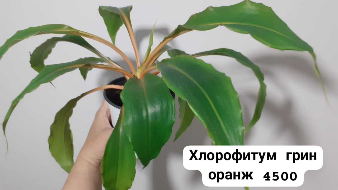 Продам цветы для дома офисов и тд
