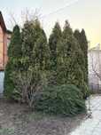 Продам Туи, 5-6 м, самовыкоп