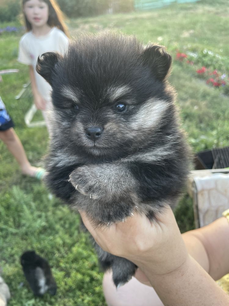 Померанский шпиц