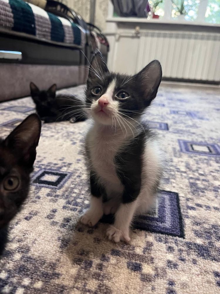 Котята в доьрые руки
