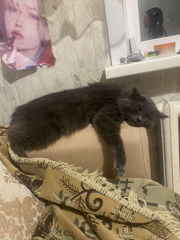 Отдам кошку в добрые руки г.Павлодар