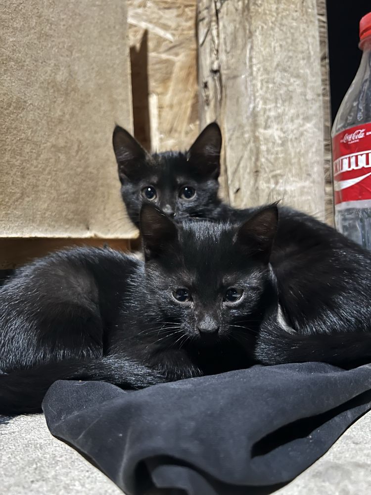 отдам даром, 1 кошка, 1 кот ровное