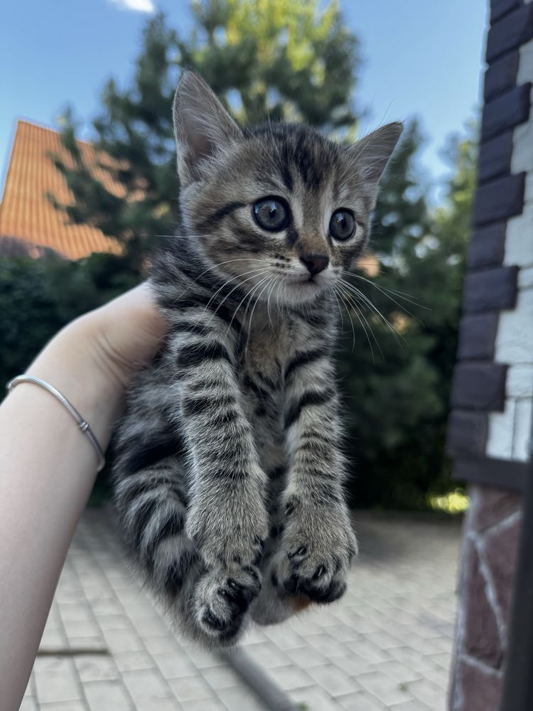продам котят в добрые руки