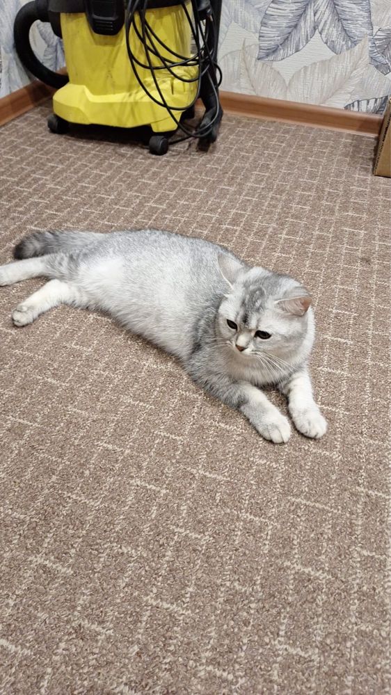 резерв котят, скоттиш фолд