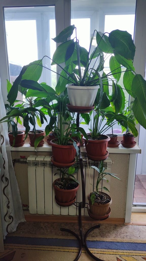 Продам цветы женское счастье
