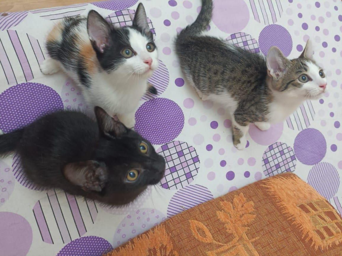 Котята в надёжные ручки